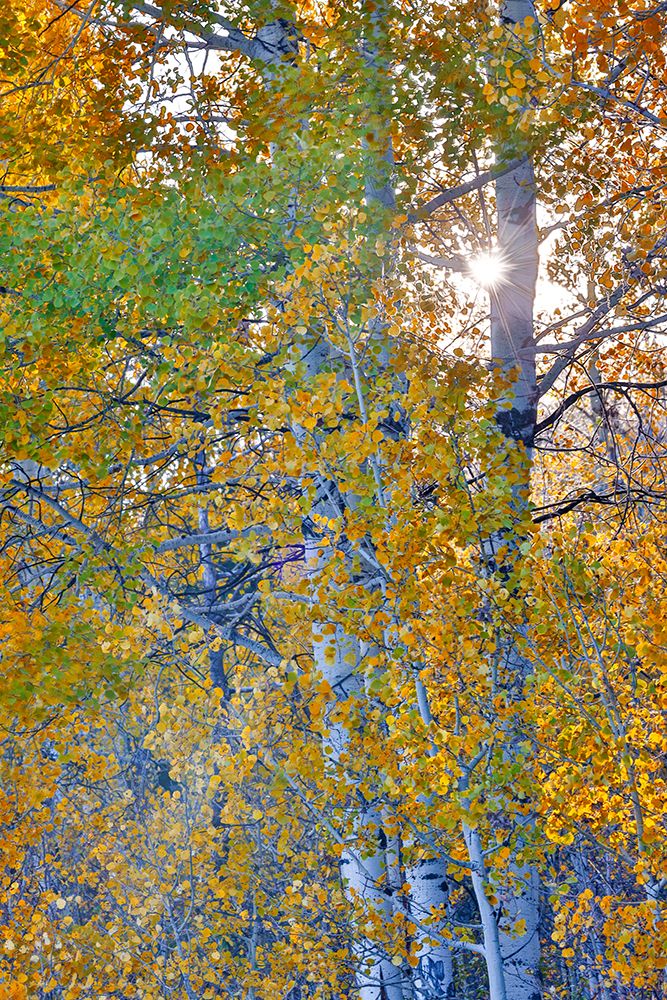 USA, Wyoming. Aspens in fall color along Buffalo Valley Road art print by Darrell Gulin for $57.95 CAD