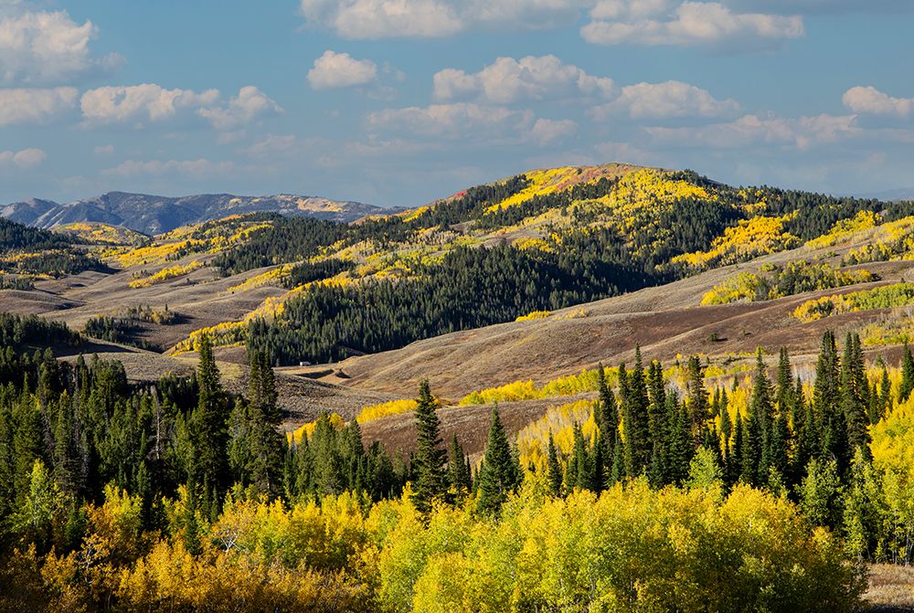 USA, Wyoming. Mountain view fall from Salt River Pass area aspen and maple art print by Darrell Gulin for $57.95 CAD
