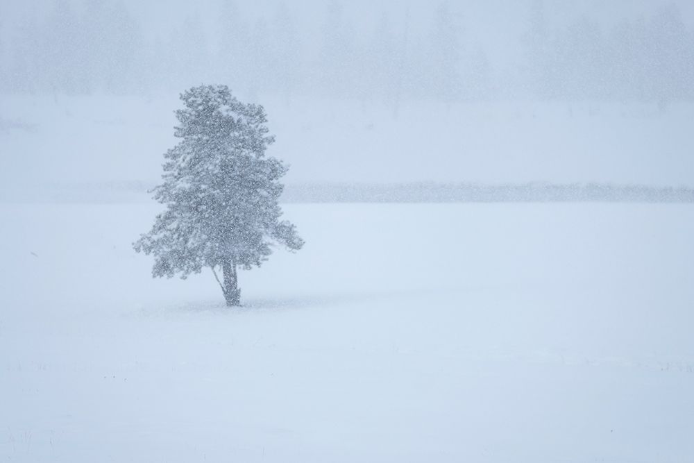 Lone tree art print by George and Marilu Theodore for $57.95 CAD