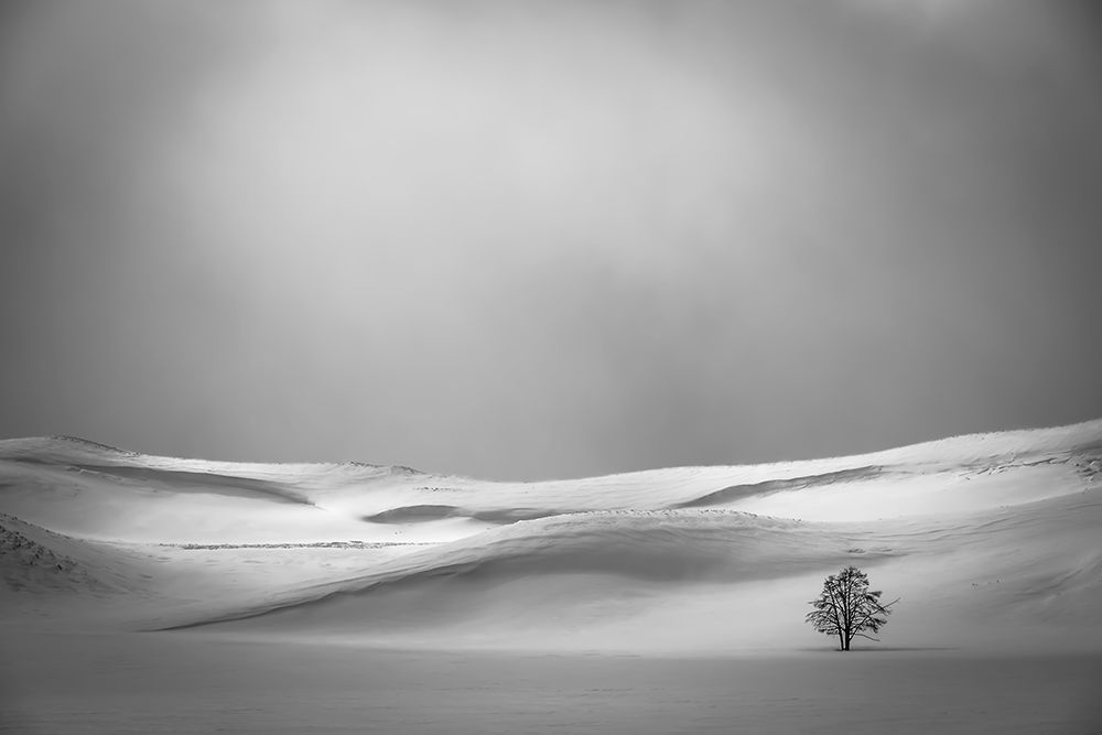 Lone tree in Yellowstones Hayden Valley in winter art print by George and Marilu Theodore for $57.95 CAD