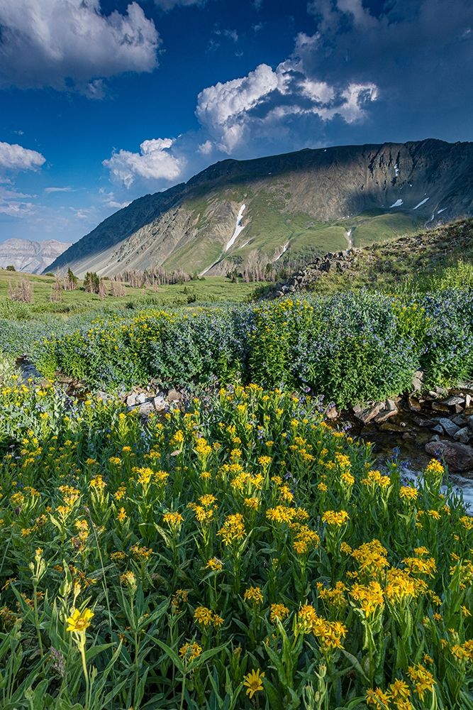 Arnica and bluebell wildflowers next to creek-Absaroka Mountains near Cody and Meeteetse-Wyoming art print by Howie Garber for $57.95 CAD