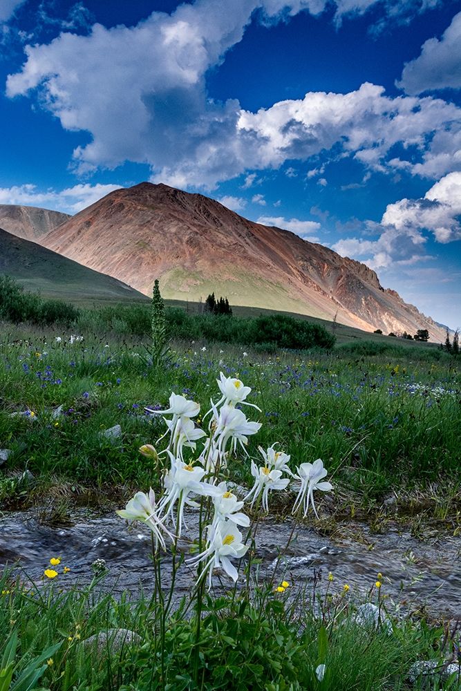 Columbine and small creek-Absaroka Mountains near Cody and Meeteetse-Wyoming-USA art print by Howie Garber for $57.95 CAD