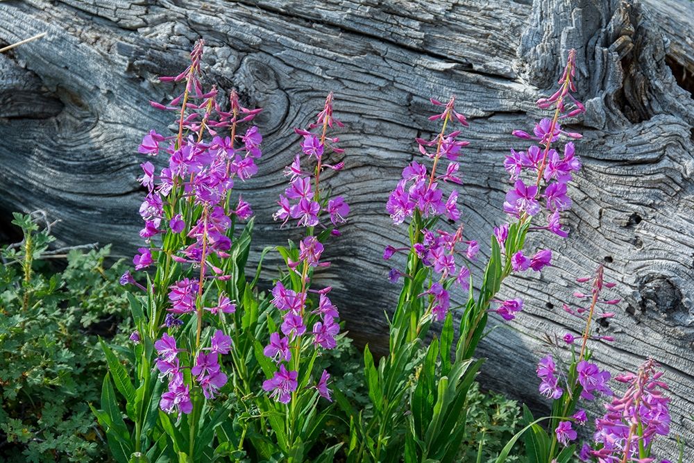 Fireweed wildflowers in Absaroka Mountains near Cody and Meeteetse-Wyoming-USA art print by Howie Garber for $57.95 CAD