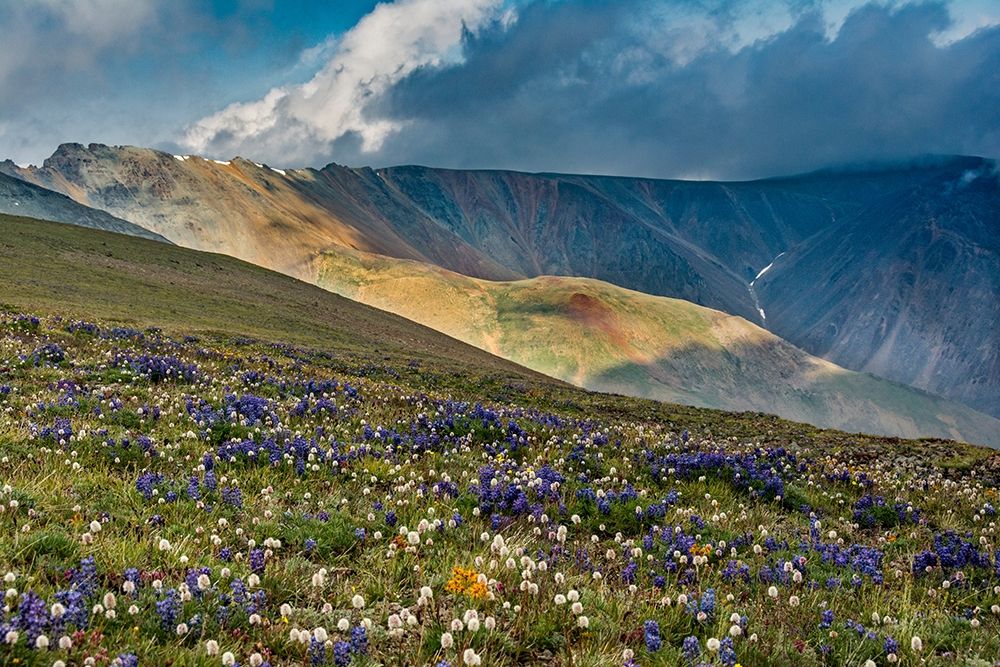 Lupine and Bistort wildflowers cover high alpine meadow-Absaroka Mountains art print by Howie Garber for $57.95 CAD