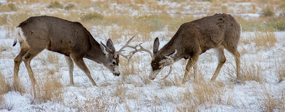 Young mule deer bucks play fighting-Rawlins-Wyoming-USA art print by Howie Garber for $57.95 CAD