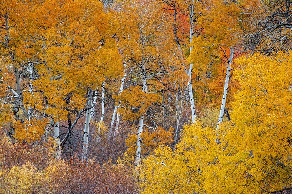 Yellow and orange Aspen trees with prominent trunks-Teton Valley-Wyoming art print by Howie Garber for $57.95 CAD
