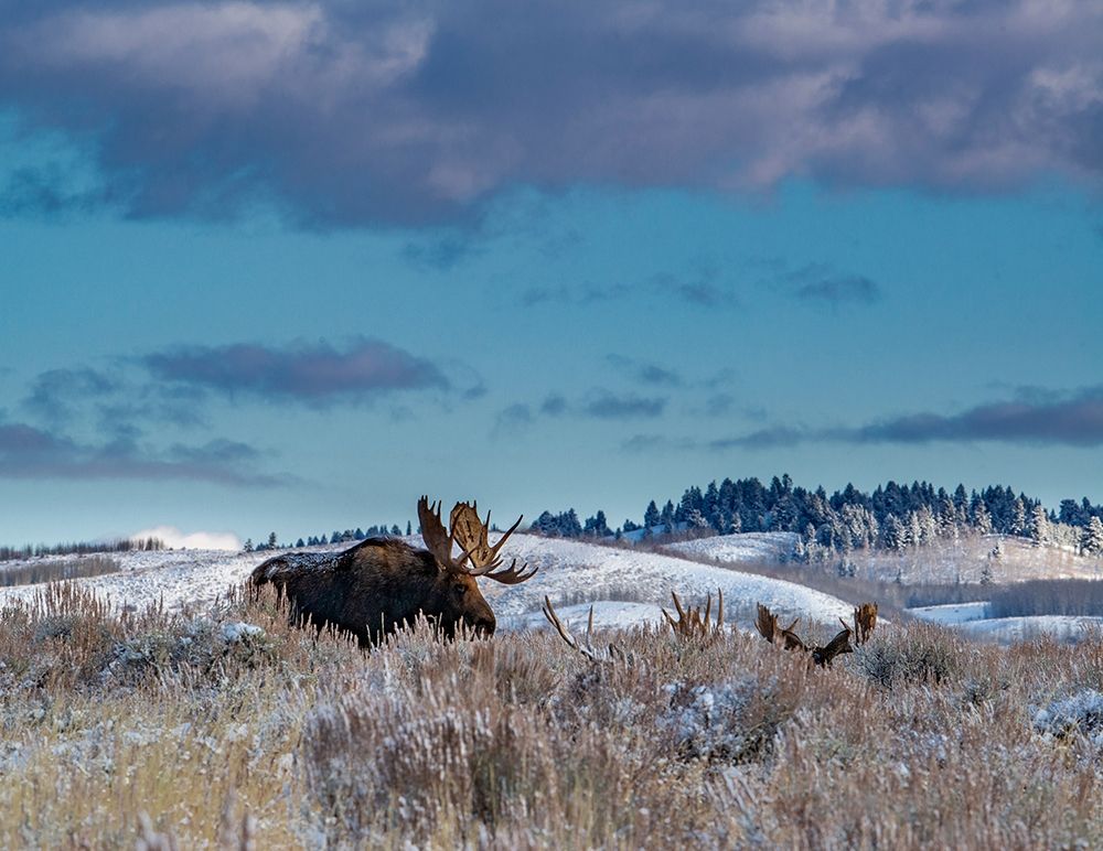 Bull moose providing lookout for the group-Grand Teton National Park-Wyoming art print by Howie Garber for $57.95 CAD