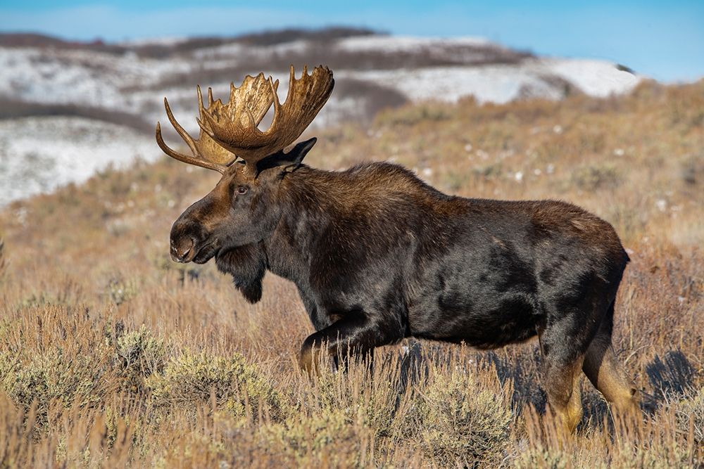 Portrait of Bull moose in sagebrush-Grand Teton National Park-Wyoming art print by Howie Garber for $57.95 CAD