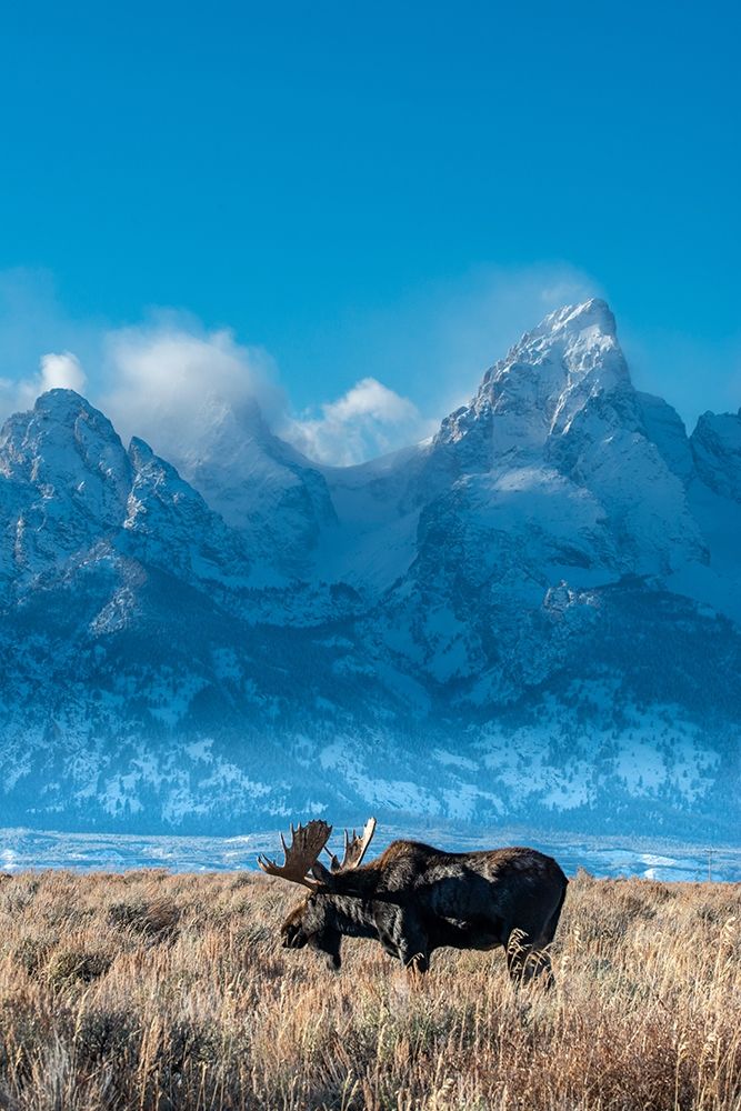 Bull moose portrait with Grand Teton Mountain and National Park in background-Wyoming art print by Howie Garber for $57.95 CAD