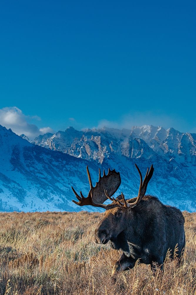 Bull moose portrait with Grand Teton National Park in background-Wyoming art print by Howie Garber for $57.95 CAD