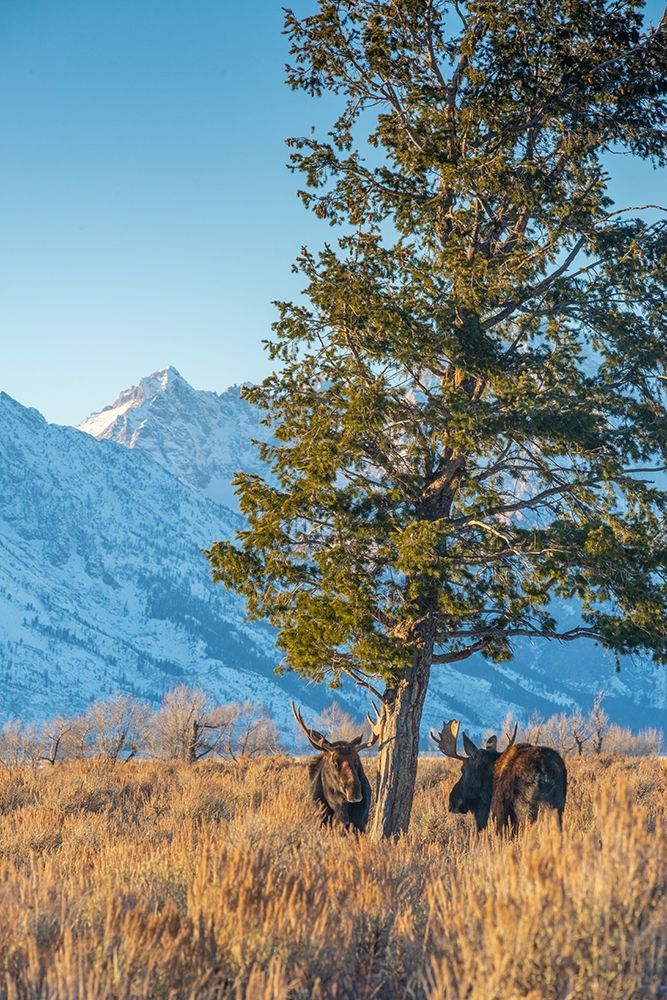 Bull moose vie for dominance at evergreen tree Grand Teton-National Park-Wyoming art print by Howie Garber for $57.95 CAD