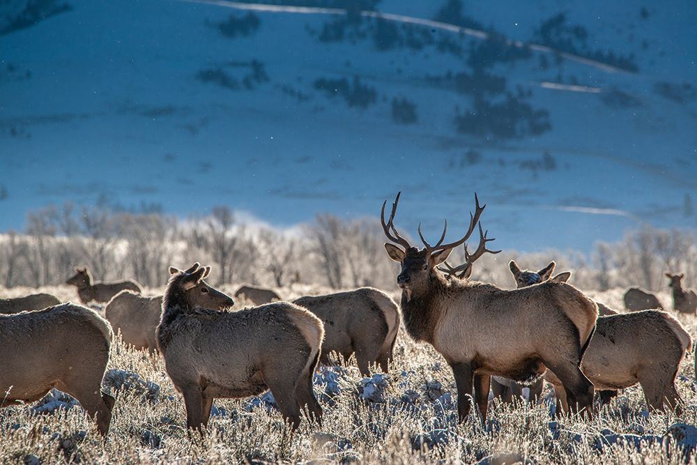 Bull elk towers over his harem of four females Grand Teton National Park-Wyoming art print by Howie Garber for $57.95 CAD