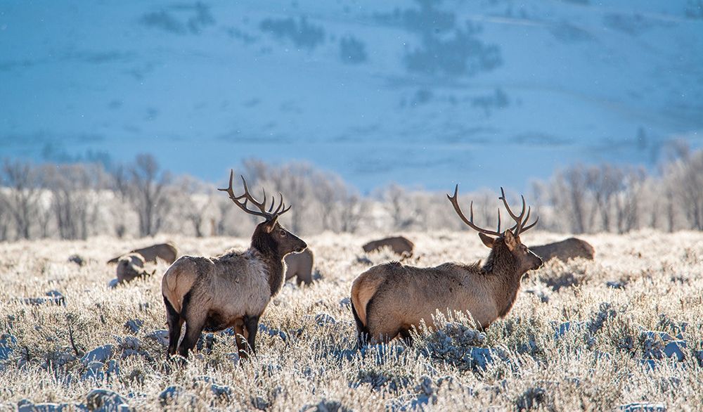 Two Bull elk graze in sagebrush-Grand Teton National Park-Wyoming art print by Howie Garber for $57.95 CAD