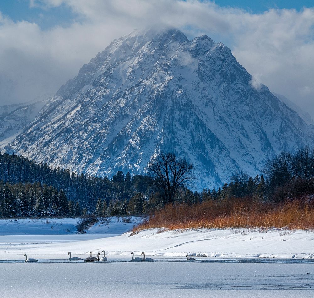 Flock of Trumpeter swans swim at Oxbow Bend in front of Mount Moran-Grand Teton National Park art print by Howie Garber for $57.95 CAD