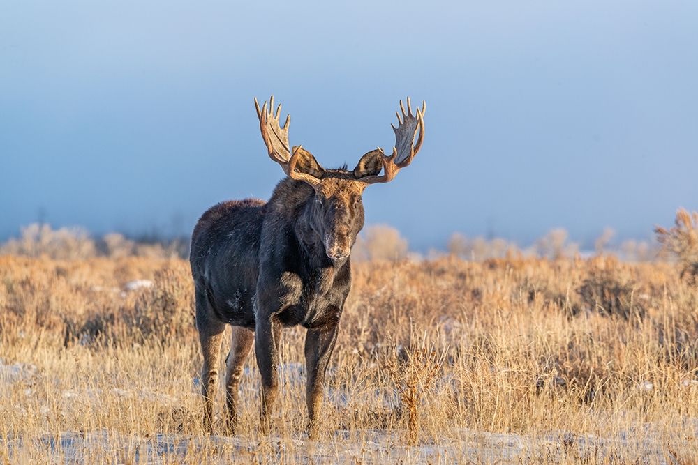 Eye contact from Bull Moose-Grand Teton National Park-Wyoming art print by Howie Garber for $57.95 CAD