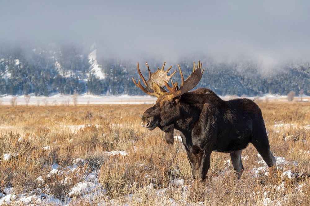 Bull moose portrait with snowy Grand Teton National Park in background-Wyoming art print by Howie Garber for $57.95 CAD
