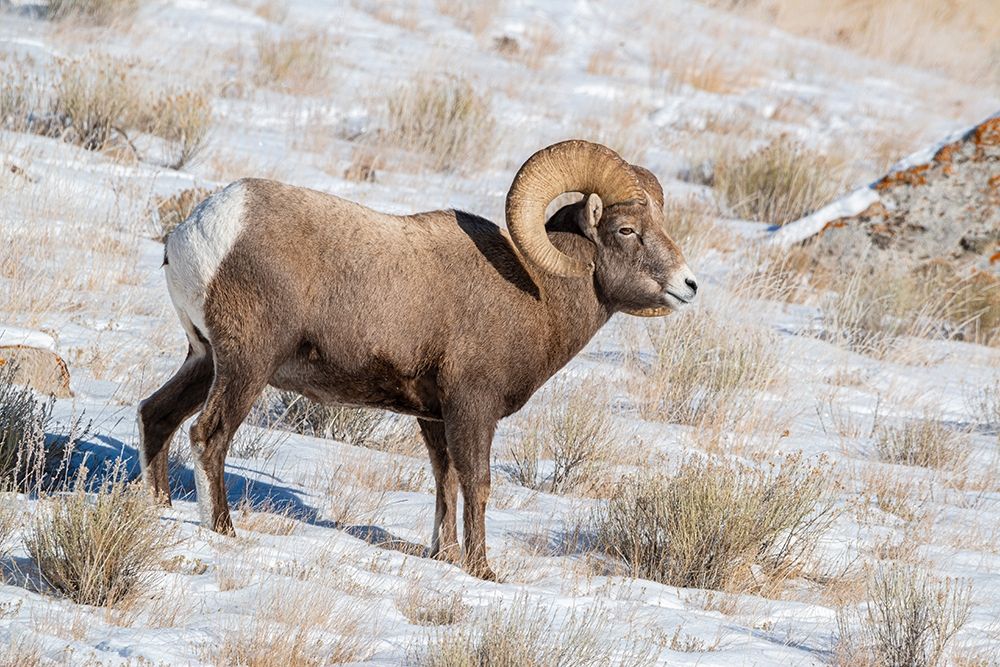 Large Bighorn Ram grazing in meadow-National elk Reserve near Grand Teton National Park-Wyoming art print by Howie Garber for $57.95 CAD
