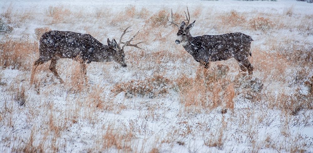 Mule Deer Bucks graze in snowstorm-Wyoming art print by Howie Garber for $57.95 CAD