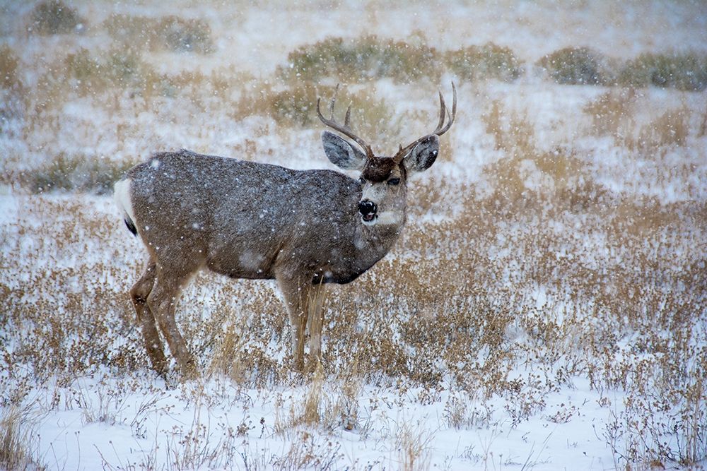 Mule Deer Bucks graze in snowstorm-Wyoming art print by Howie Garber for $57.95 CAD