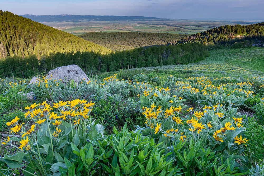 USA-Wyoming-Arrowleaf balsamroot wildflowers in meadow-summer-Caribou-Targhee National Forest art print by Howie Garber for $57.95 CAD