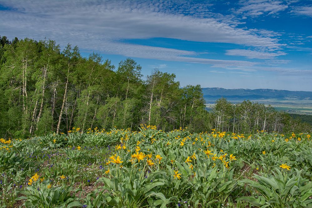 USA-Wyoming-Arrowleaf balsamroot wildflowers and Aspen Trees in meadow art print by Howie Garber for $57.95 CAD