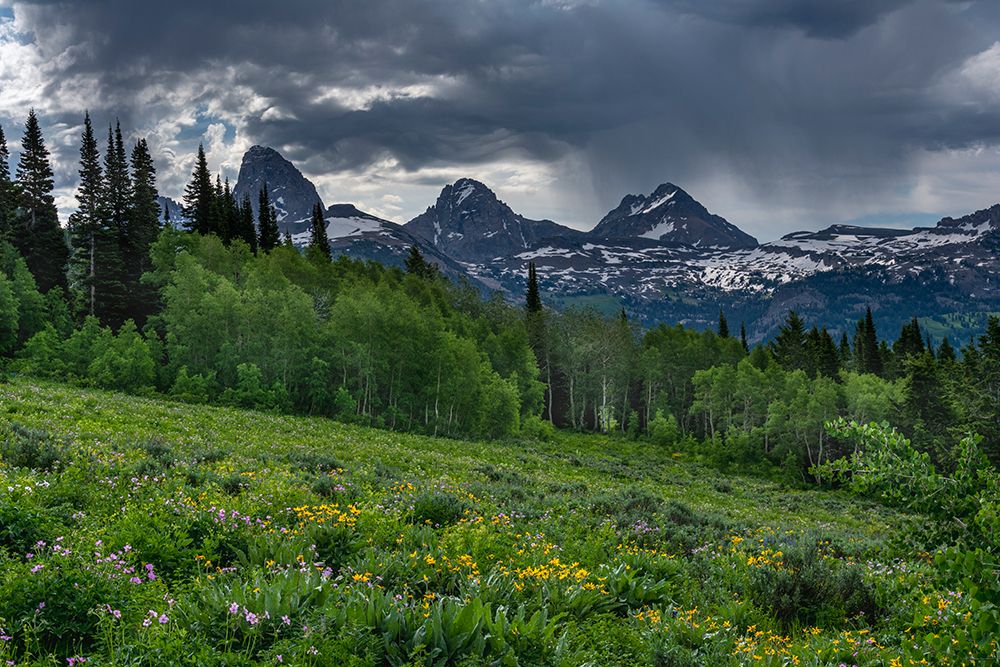 USA-Wyoming-Geranium and arrowleaf balsamroot wildflowers in meadow-west side of Teton Mountains art print by Howie Garber for $57.95 CAD