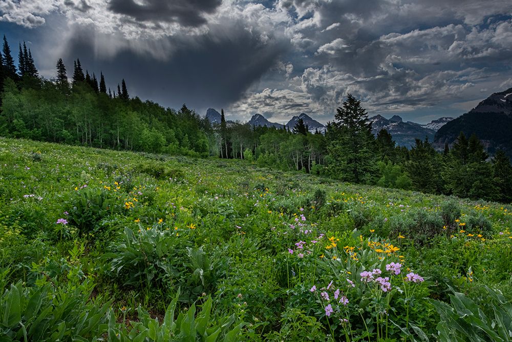 USA-Wyoming-Dramatic clouds and wildflowers in meadow west side of Teton Mountains art print by Howie Garber for $57.95 CAD