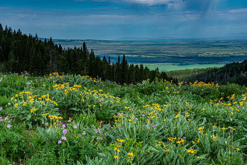 USA-Wyoming-Wildflowers and view of Teton Valley-Idaho-summer-Caribou-Targhee National Forest art print by Howie Garber for $57.95 CAD