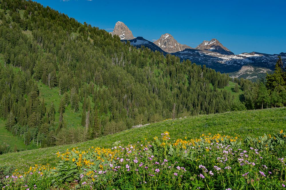 USA-Wyoming-Geranium and arrowleaf balsamroot wildflowers in meadow west side of Teton Mountains-su art print by Howie Garber for $57.95 CAD