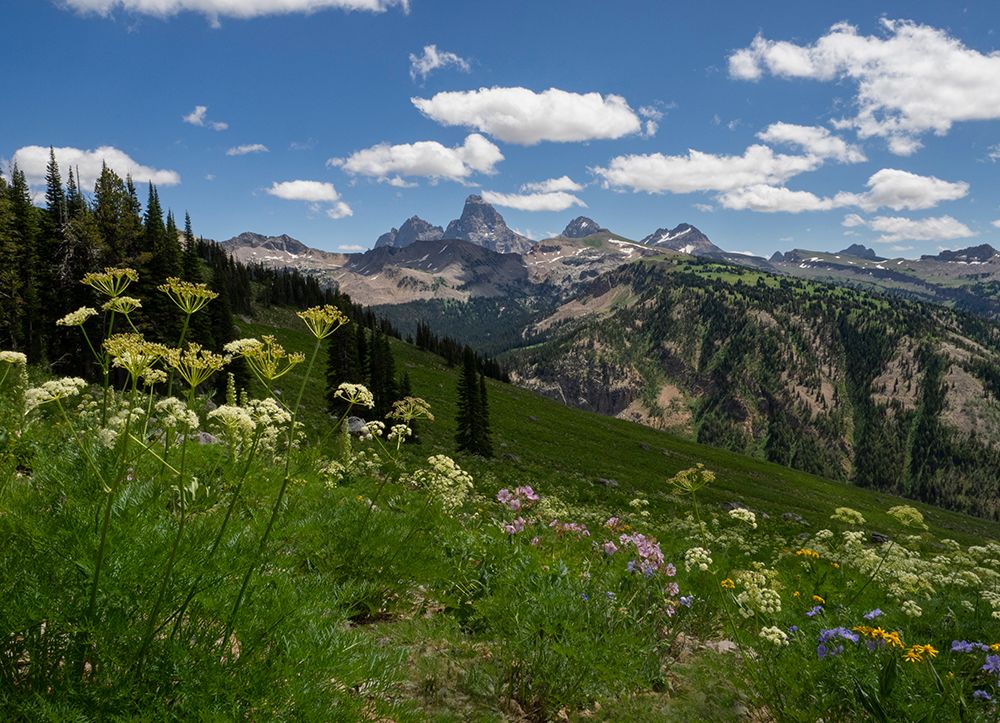 USA-Wyoming-Meadow filled with wildflowers in front of Grand Teton-Teton Mountains from west in Jed art print by Howie Garber for $57.95 CAD