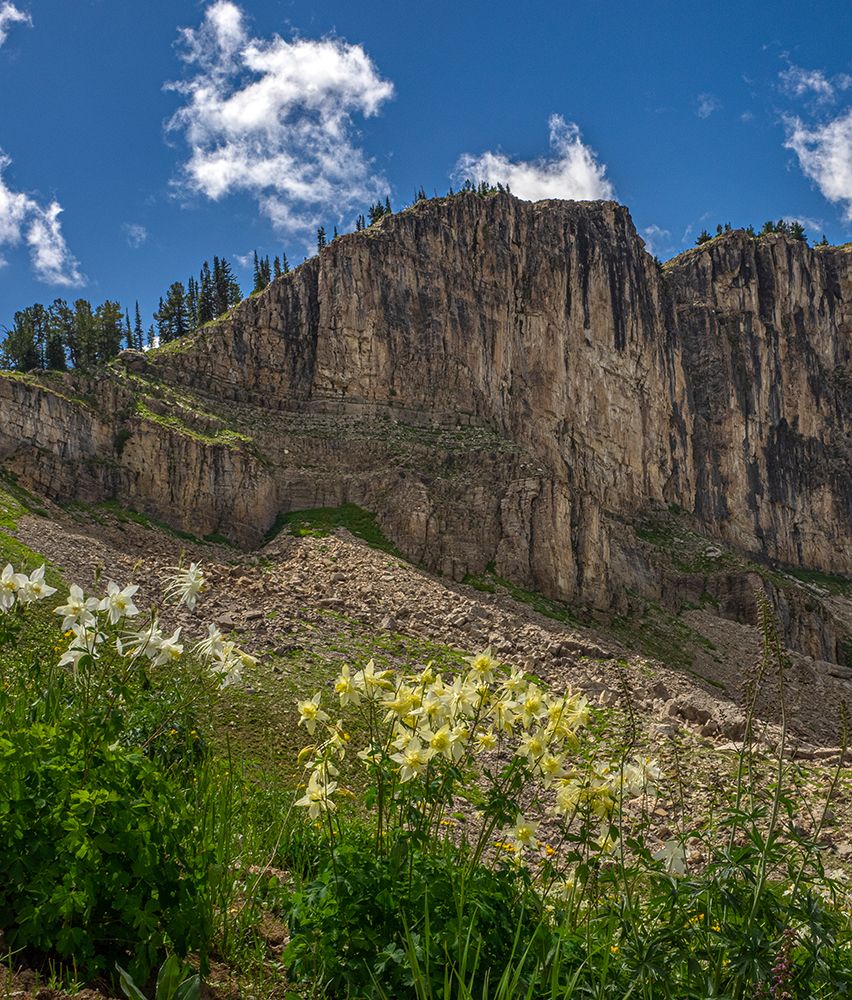USA-Wyoming-Field of Columbine wildflowers-and mountain-Jedediah Smith Wilderness art print by Howie Garber for $57.95 CAD