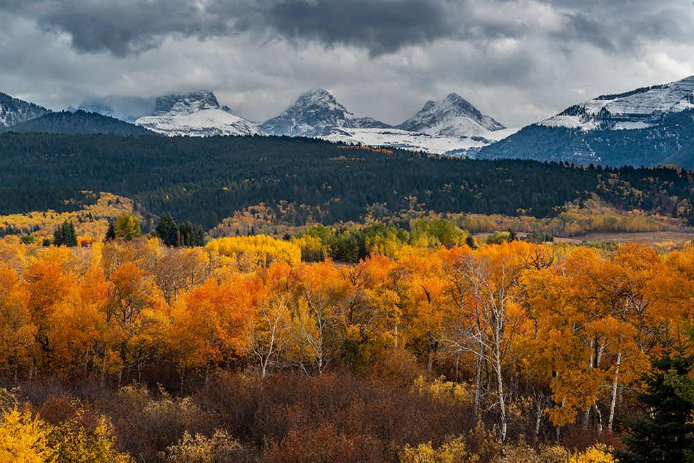 USA-Wyoming. Orange and yellow Aspens with snow-covered Teton Mountains near Jackson Hole. art print by Howie Garber for $57.95 CAD