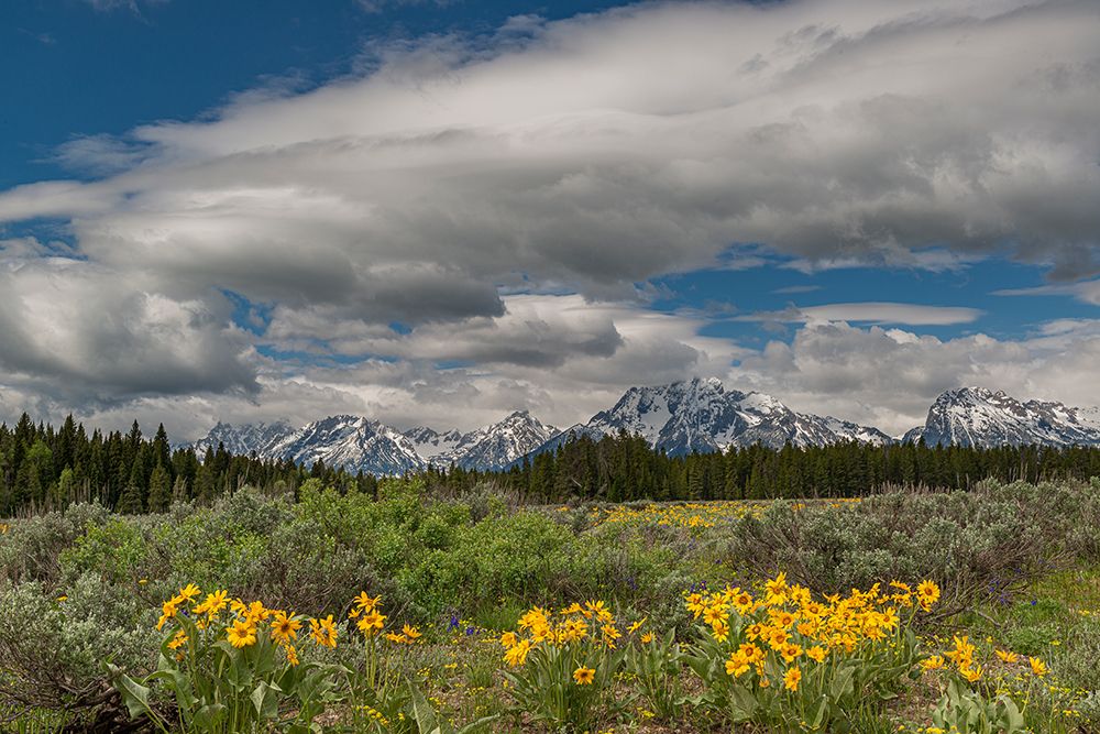 USA-Wyoming Landscape of Arrowleaf Balsamroot wildflowers and Teton Mountains-Grand Teton NP art print by Howie Garber for $57.95 CAD