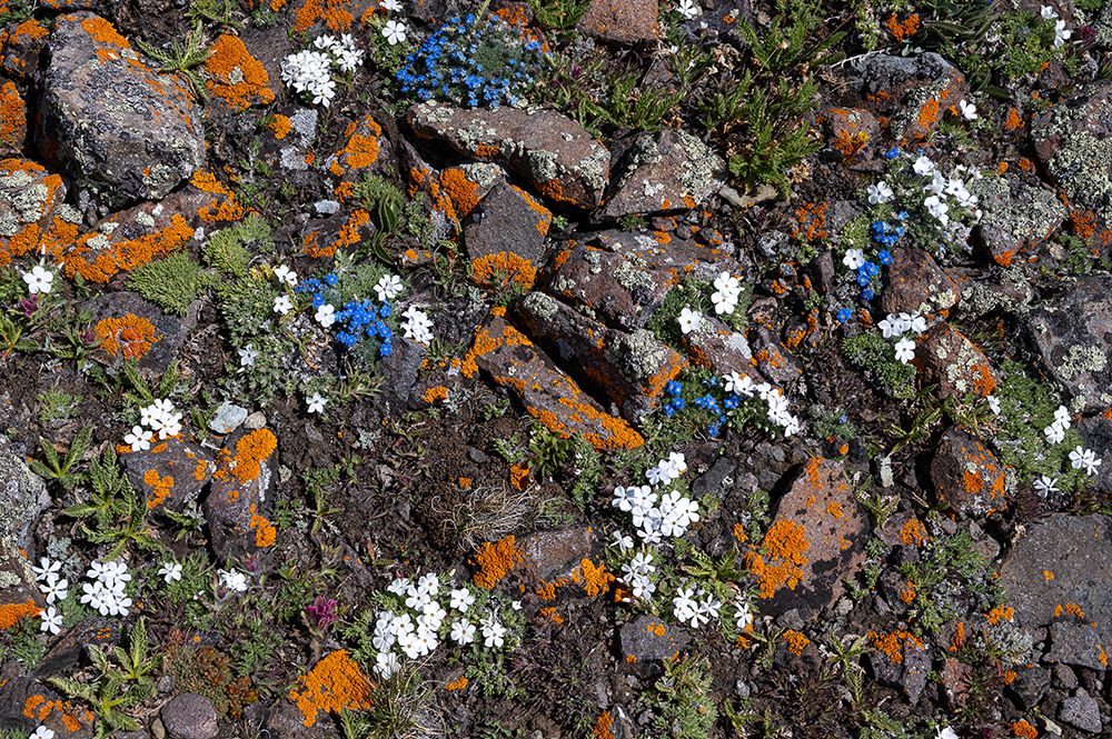 USA-Wyoming Alpine Forget-Me-Not wildflowers and lichen-Absaroka Mountains art print by Howie Garber for $57.95 CAD