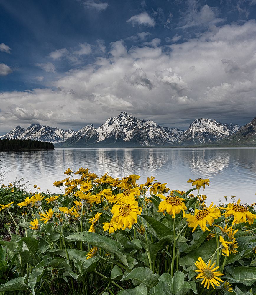 USA-Wyoming Arrowleaf Balsamroot wildflowers and Teton Mountains at Jackson Lake-Grand Teton NP art print by Howie Garber for $57.95 CAD