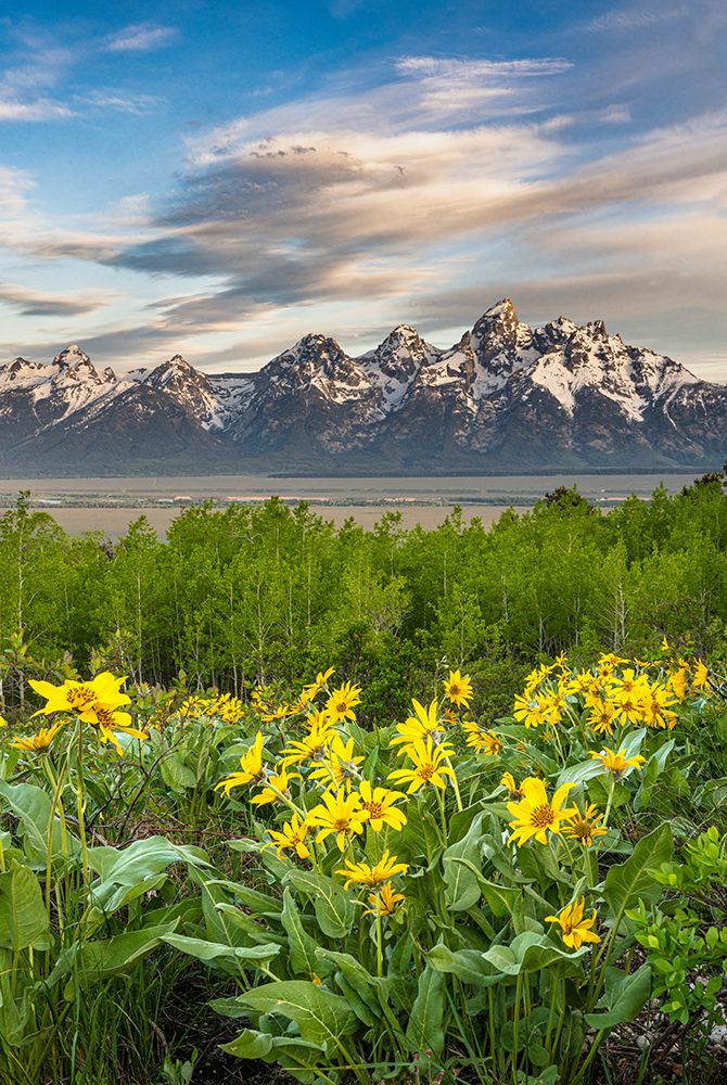 USA-Wyoming Grand Teton-Arrowleaf Balsamroot wildflowers and aspen trees-Grand Teton NP art print by Howie Garber for $57.95 CAD