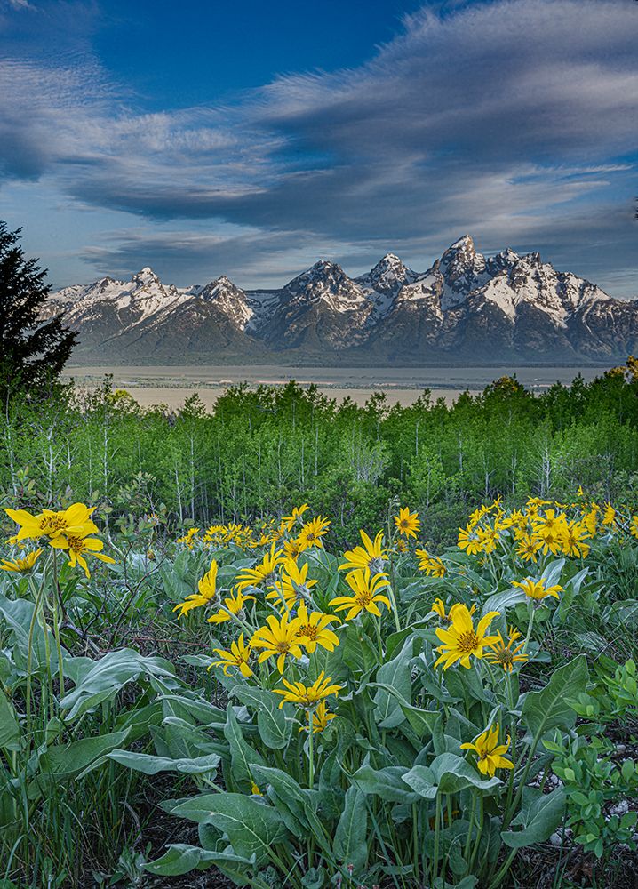 USA-Wyoming Arrowleaf Balsamroot wildflowers-Aspen trees-and Cirrus Clouds over Teton Mountains art print by Howie Garber for $57.95 CAD