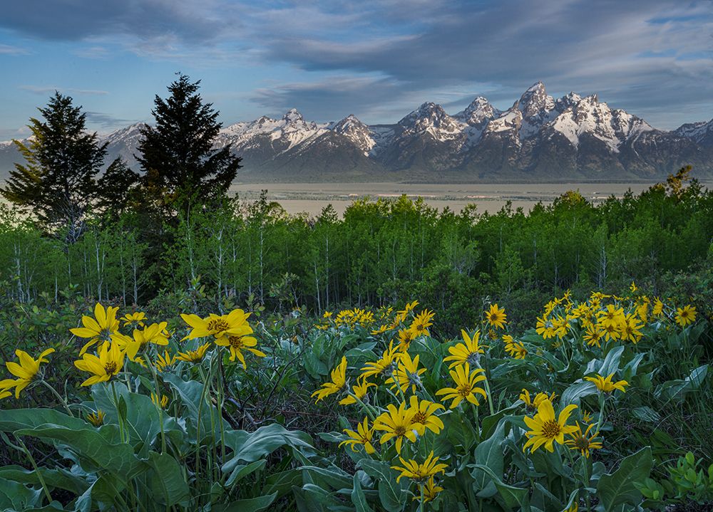 USA-Wyoming Arrowleaf Balsamroot wildflowers-Aspen trees-and Cirrus Clouds over Teton Mountains art print by Howie Garber for $57.95 CAD