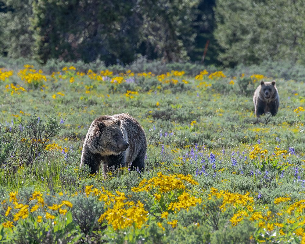 USA-Wyoming Grizzly Bears dig up Biscuitroot in Grand Teton National Park near Jackson Hole art print by Howie Garber for $57.95 CAD
