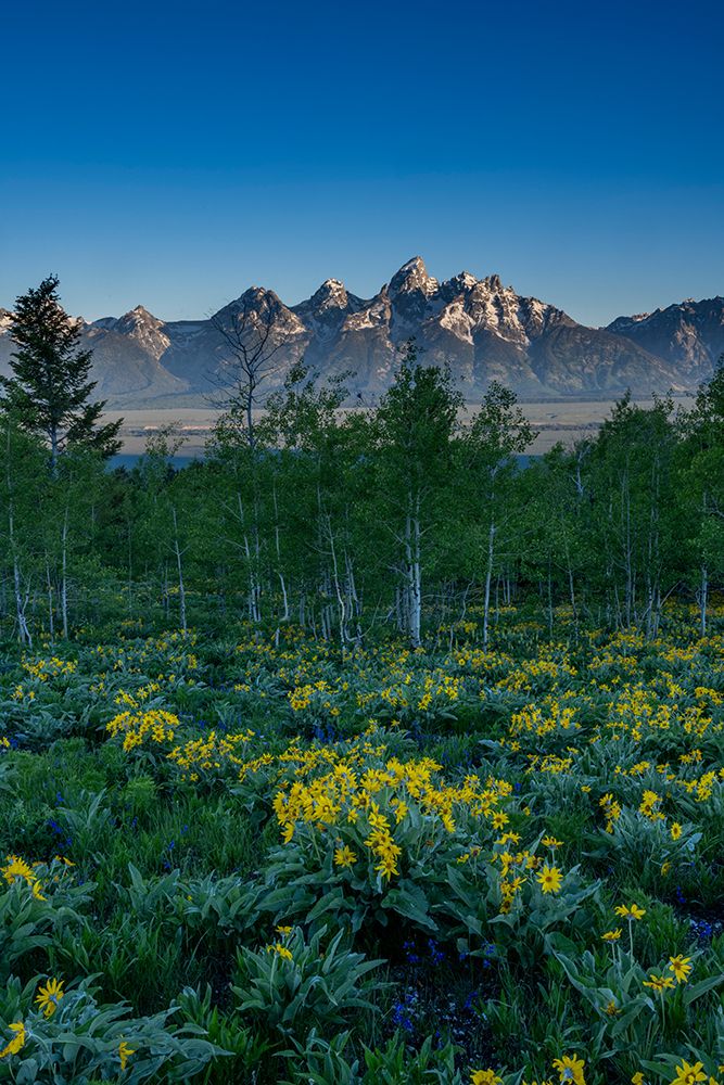 USA, Wyoming. Arrowleaf balsamroot wildflower and aspen trees, Grand Teton National Park art print by Howie Garber for $57.95 CAD