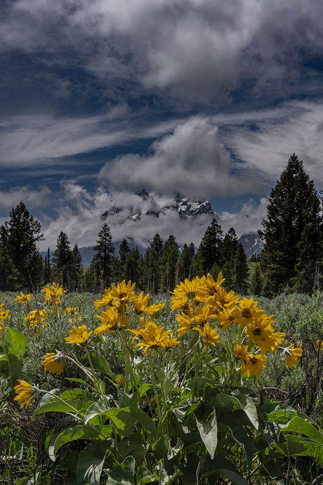 USA, Wyoming. Arrowleaf balsamroot and Mount Moran. art print by Howie Garber for $57.95 CAD
