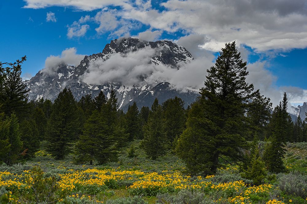 USA, Wyoming. Arrowleaf balsamroot and Mount Moran. art print by Howie Garber for $57.95 CAD