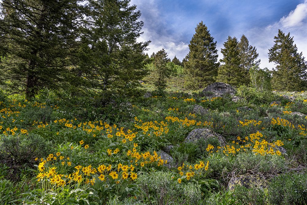USA, Wyoming. Arrowleaf balsamroot and evergreen trees, Teton Canyon. art print by Howie Garber for $57.95 CAD