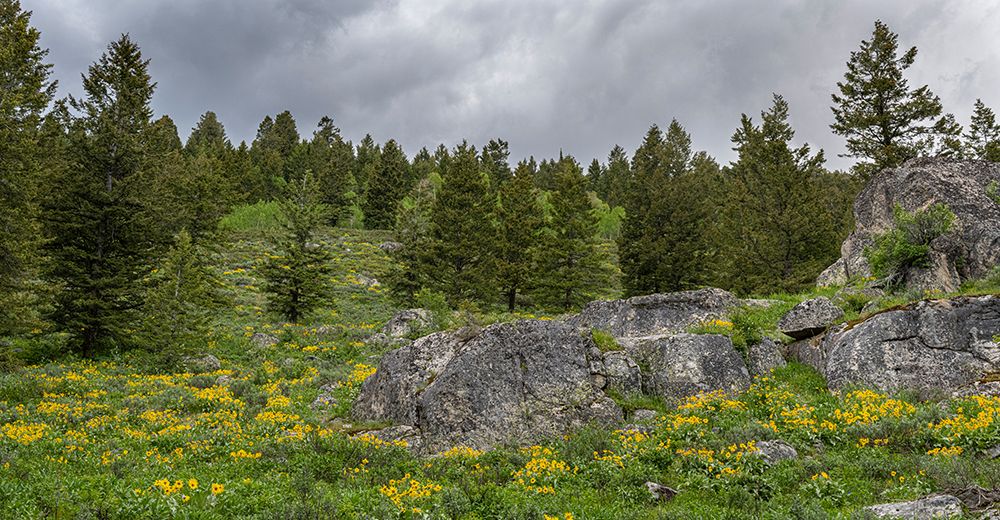 USA, Wyoming. Panoramic of arrowleaf balsamroot and evergreen trees, Teton Canyon. art print by Howie Garber for $57.95 CAD