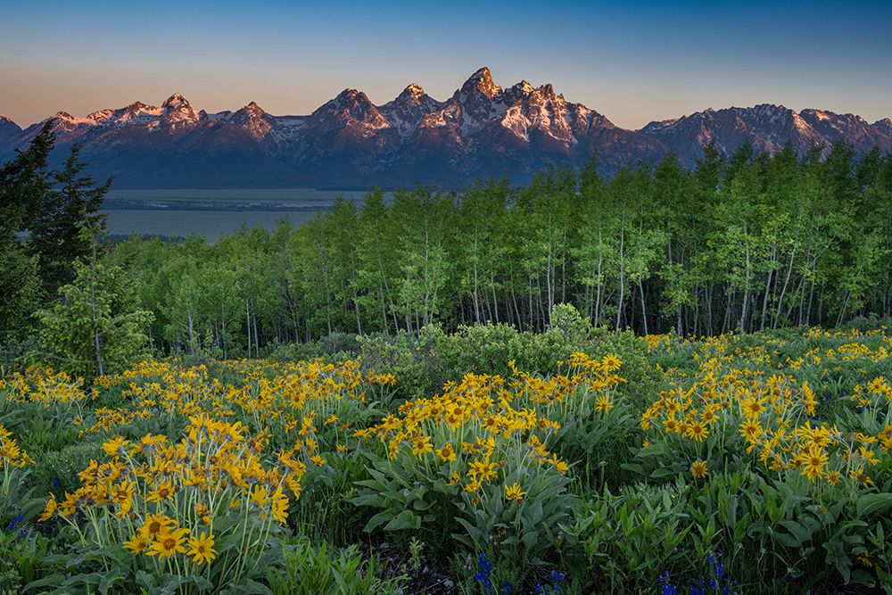 Wyoming. Arrowleaf balsamroot wildflower and aspen trees, Grand Teton in distance, Grand Teton NP art print by Howie Garber for $57.95 CAD