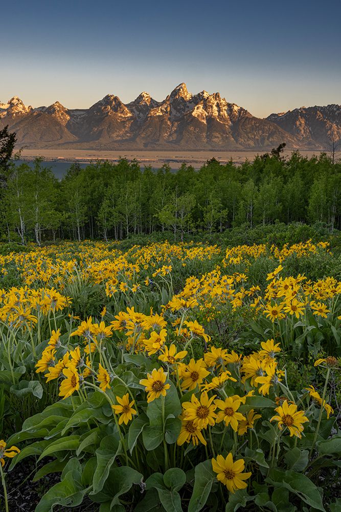Wyoming. Arrowleaf balsamroot wildflower and aspen trees, Grand Teton in distance, Grand Teton NP art print by Howie Garber for $57.95 CAD
