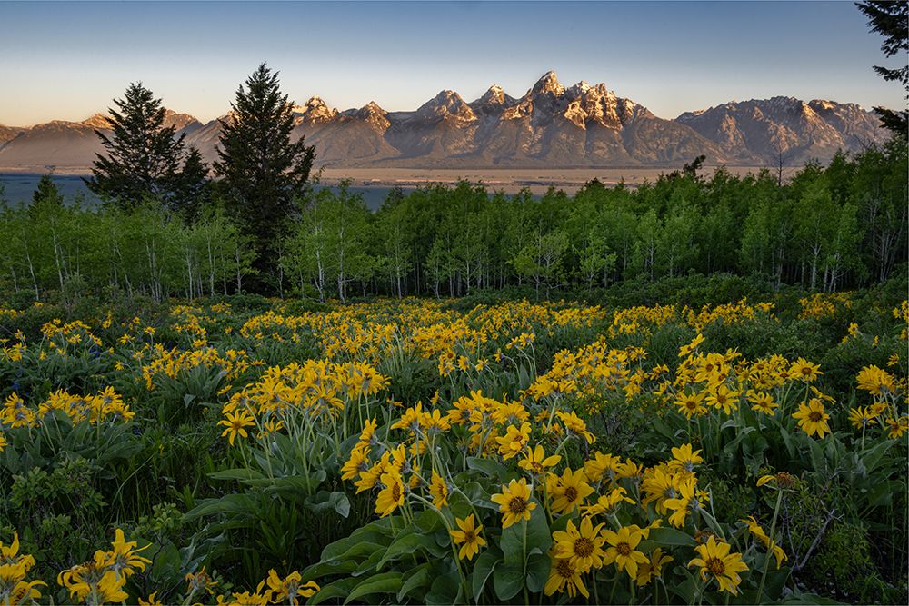 Wyoming. Arrowleaf balsamroot wildflower and aspen trees, Grand Teton in distance, Grand Teton NP art print by Howie Garber for $57.95 CAD