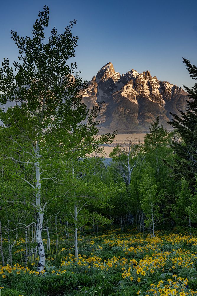 Wyoming. Arrowleaf balsamroot wildflower and aspen trees, Grand Teton in distance, Grand Teton NP art print by Howie Garber for $57.95 CAD