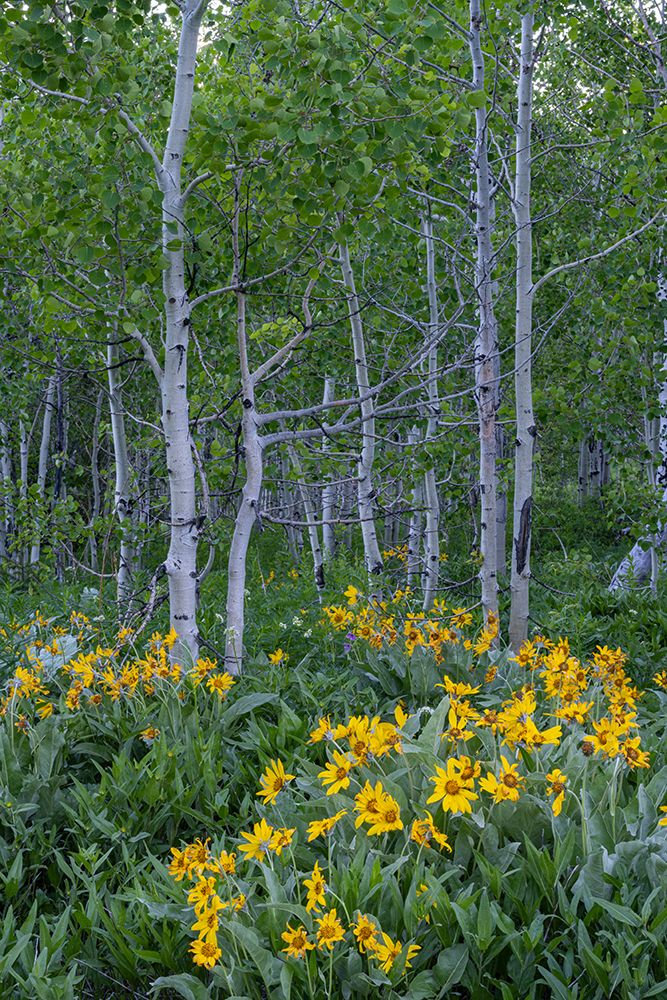 USA, Wyoming. Arrowleaf balsamroot wildflower and aspen trees, Grand Teton National Park art print by Howie Garber for $57.95 CAD