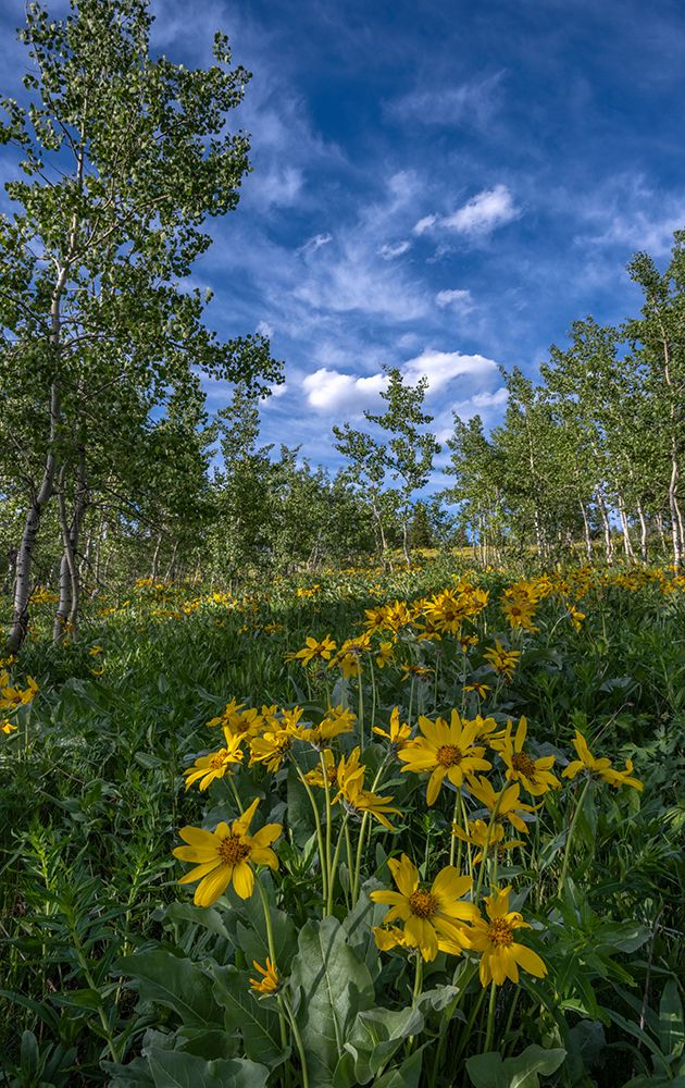 USA, Wyoming. Arrowleaf balsamroot wildflower and aspen trees, Bridger-Teton National Forest. art print by Howie Garber for $57.95 CAD